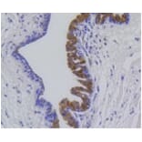 Anti-MMP12 Antibody from Bioworld Technology (BS9869M) - Antibodies.com