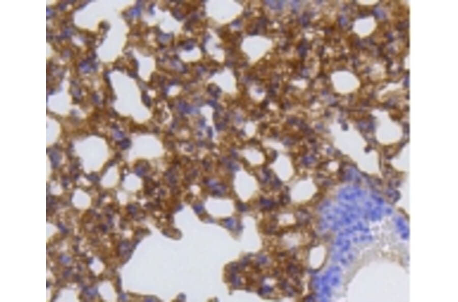 Anti-MMP12 Antibody from Bioworld Technology (BS9869M) - Antibodies.com