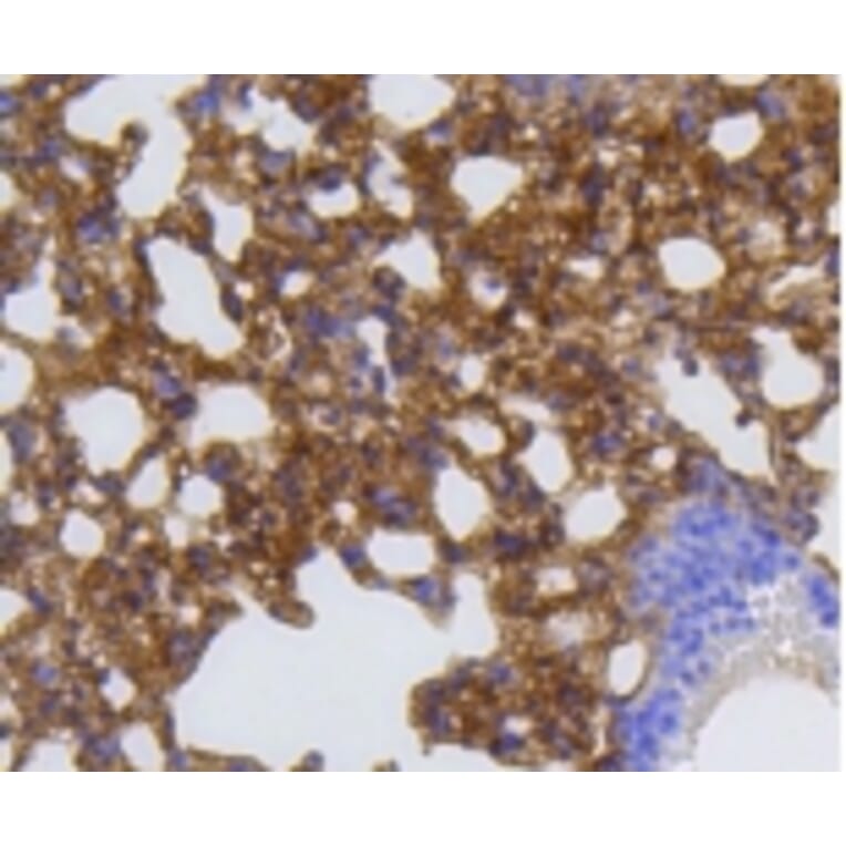 Anti-MMP12 Antibody from Bioworld Technology (BS9869M) - Antibodies.com