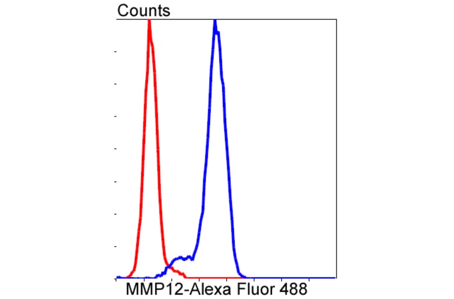 Anti-MMP12 Antibody from Bioworld Technology (BS9869M) - Antibodies.com