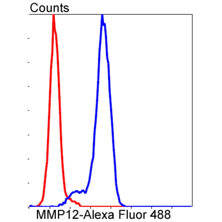 Anti-MMP12 Antibody from Bioworld Technology (BS9869M) - Antibodies.com