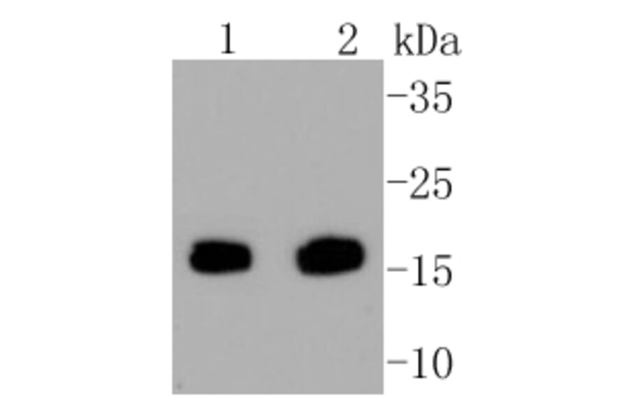 Anti-Survivin Antibody from Bioworld Technology (BS9870M) - Antibodies.com