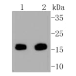 Anti-Survivin Antibody from Bioworld Technology (BS9870M) - Antibodies.com