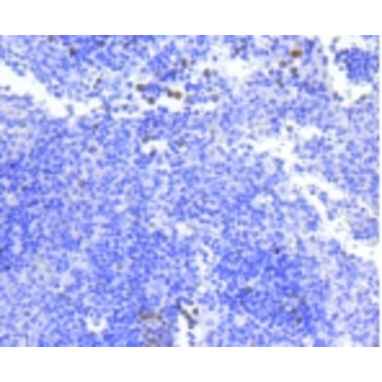 Anti-Survivin Antibody from Bioworld Technology (BS9870M) - Antibodies.com