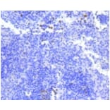 Anti-Survivin Antibody from Bioworld Technology (BS9870M) - Antibodies.com