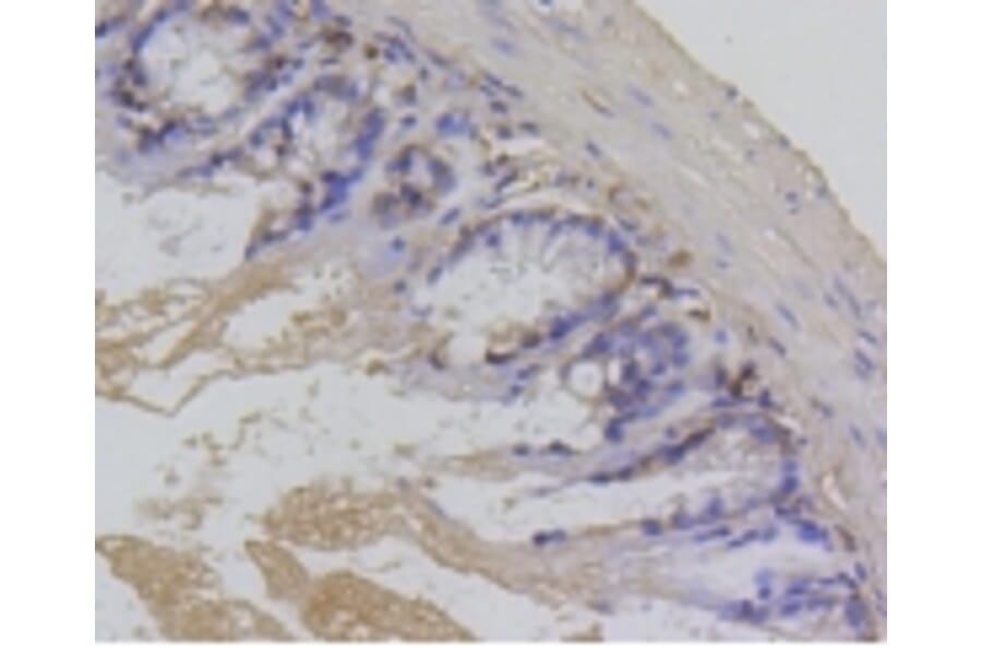 Anti-Survivin Antibody from Bioworld Technology (BS9870M) - Antibodies.com