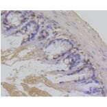 Anti-Survivin Antibody from Bioworld Technology (BS9870M) - Antibodies.com