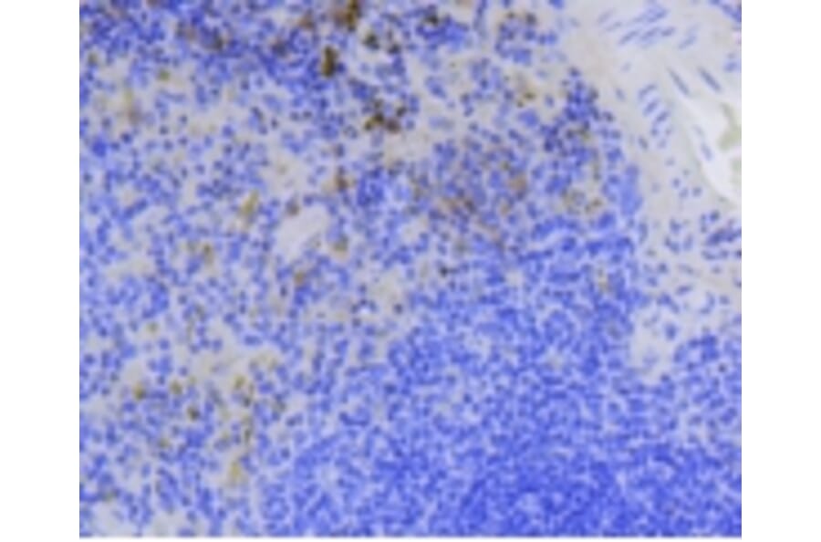 Anti-Survivin Antibody from Bioworld Technology (BS9870M) - Antibodies.com