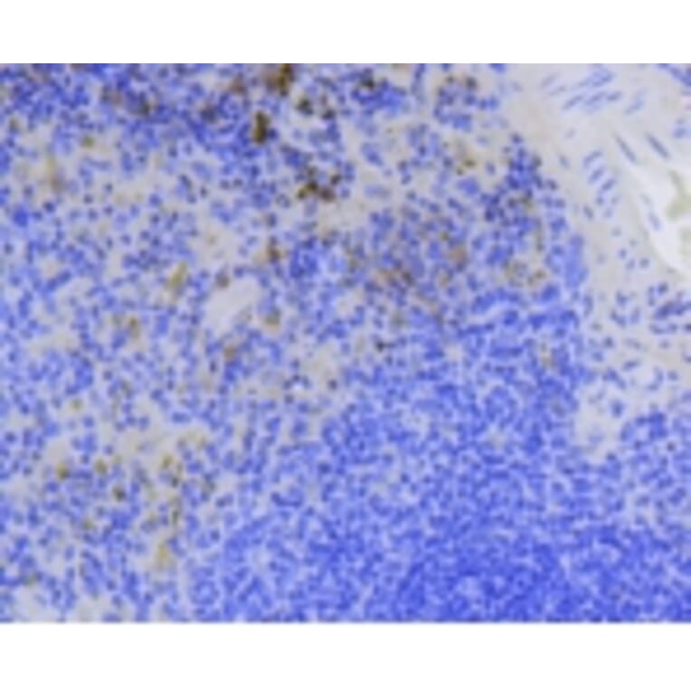 Anti-Survivin Antibody from Bioworld Technology (BS9870M) - Antibodies.com