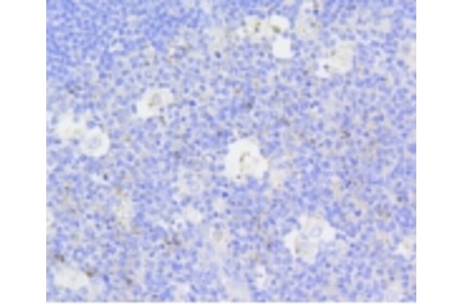 Anti-Active Caspase-3 Antibody from Bioworld Technology (BS9872M) - Antibodies.com