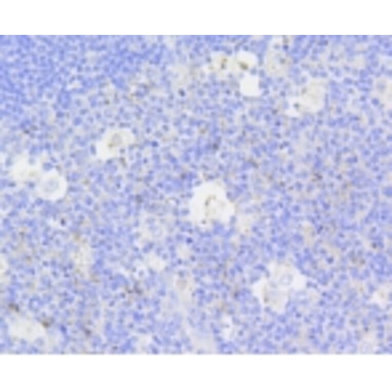 Anti-Active Caspase-3 Antibody from Bioworld Technology (BS9872M) - Antibodies.com
