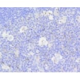 Anti-Active Caspase-3 Antibody from Bioworld Technology (BS9872M) - Antibodies.com