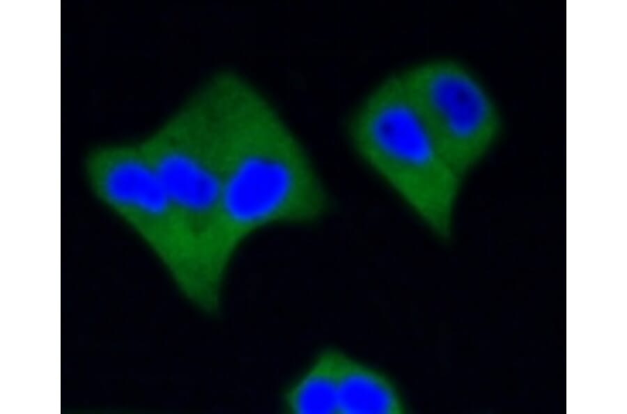 Anti-Active Caspase-3 Antibody from Bioworld Technology (BS9872M) - Antibodies.com