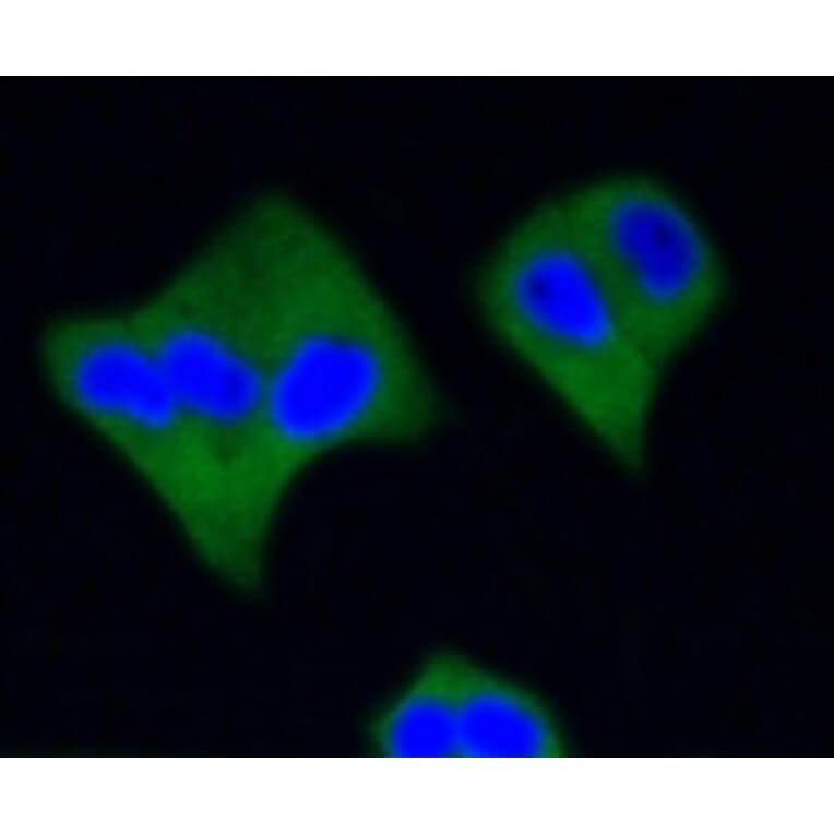 Anti-Active Caspase-3 Antibody from Bioworld Technology (BS9872M) - Antibodies.com