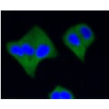 Anti-Active Caspase-3 Antibody from Bioworld Technology (BS9872M) - Antibodies.com