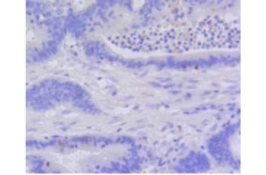 Anti-Active Caspase-3 Antibody from Bioworld Technology (BS9872M) - Antibodies.com