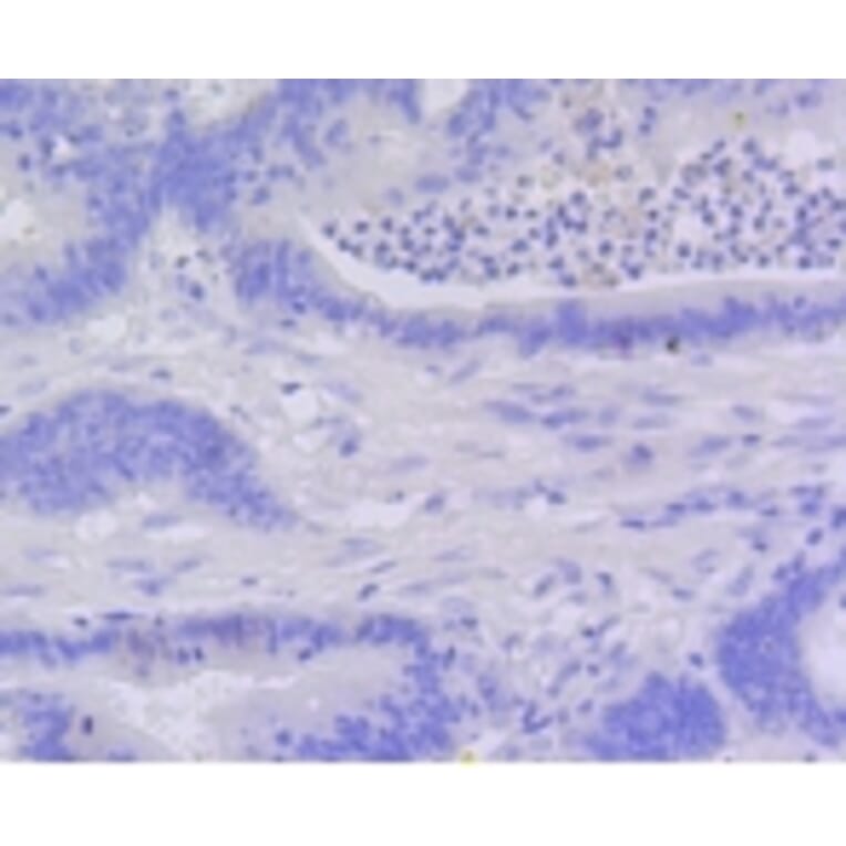 Anti-Active Caspase-3 Antibody from Bioworld Technology (BS9872M) - Antibodies.com