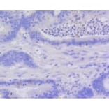 Anti-Active Caspase-3 Antibody from Bioworld Technology (BS9872M) - Antibodies.com