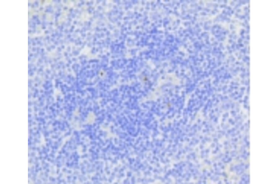 Anti-Active Caspase-3 Antibody from Bioworld Technology (BS9872M) - Antibodies.com