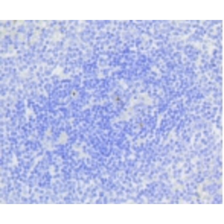 Anti-Active Caspase-3 Antibody from Bioworld Technology (BS9872M) - Antibodies.com