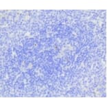 Anti-Active Caspase-3 Antibody from Bioworld Technology (BS9872M) - Antibodies.com