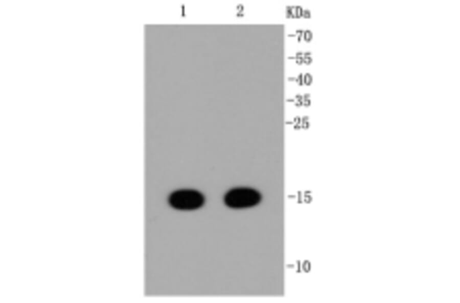 Anti-Histone H3 Antibody from Bioworld Technology (BS9873M) - Antibodies.com