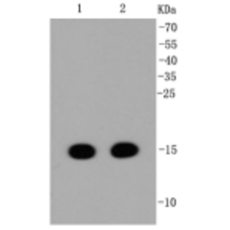 Anti-Histone H3 Antibody from Bioworld Technology (BS9873M) - Antibodies.com