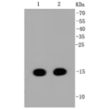 Anti-Histone H3 Antibody from Bioworld Technology (BS9873M) - Antibodies.com