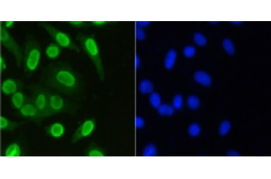 Anti-Histone H3 Antibody from Bioworld Technology (BS9873M) - Antibodies.com
