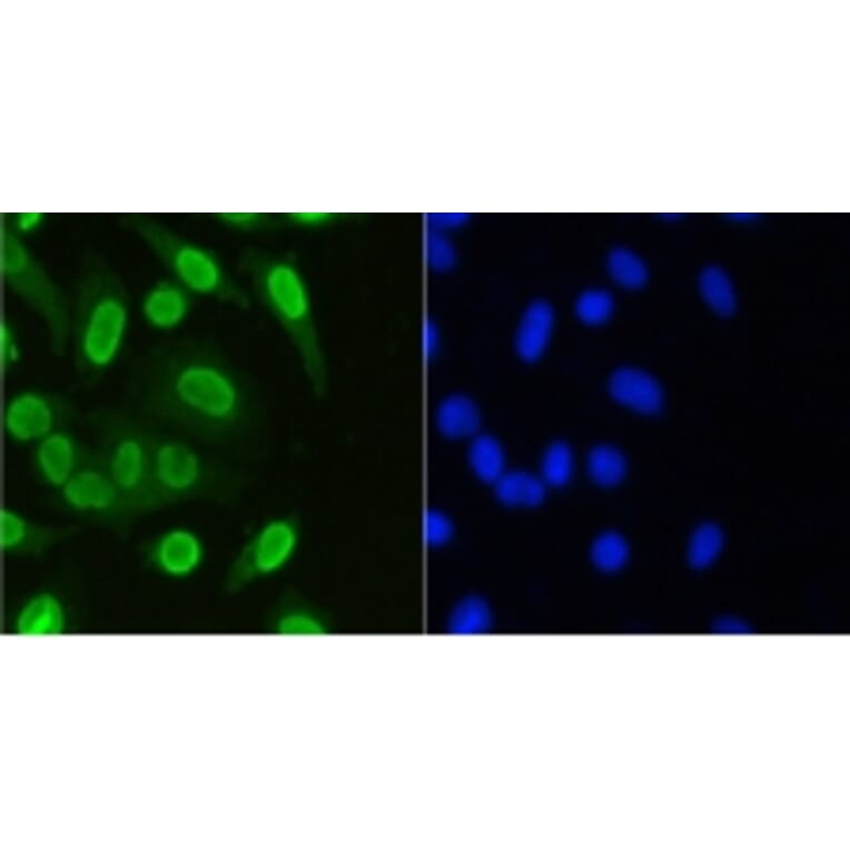 Anti-Histone H3 Antibody from Bioworld Technology (BS9873M) - Antibodies.com