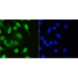 Anti-Histone H3 Antibody from Bioworld Technology (BS9873M) - Antibodies.com