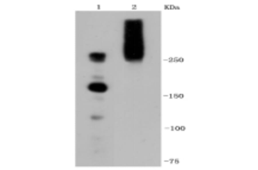 Anti-IGF-2R Antibody from Bioworld Technology (BS9874M) - Antibodies.com