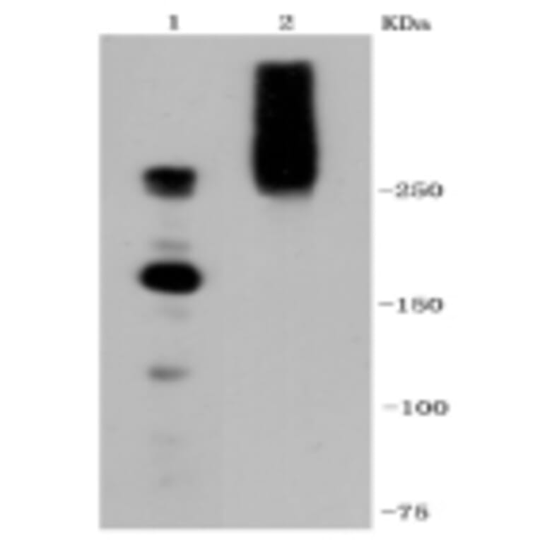 Anti-IGF-2R Antibody from Bioworld Technology (BS9874M) - Antibodies.com