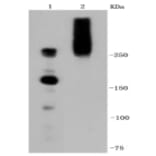 Anti-IGF-2R Antibody from Bioworld Technology (BS9874M) - Antibodies.com