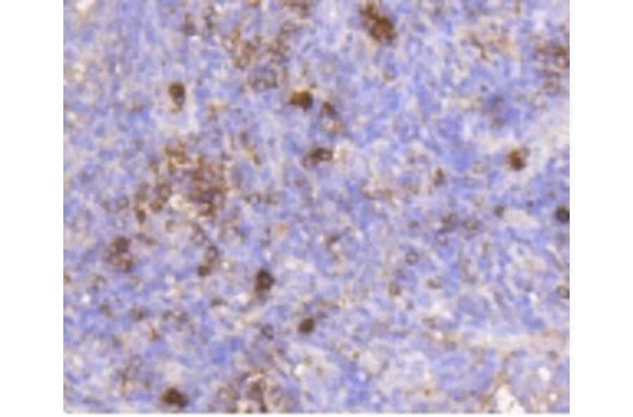 Anti-IGF-2R Antibody from Bioworld Technology (BS9874M) - Antibodies.com