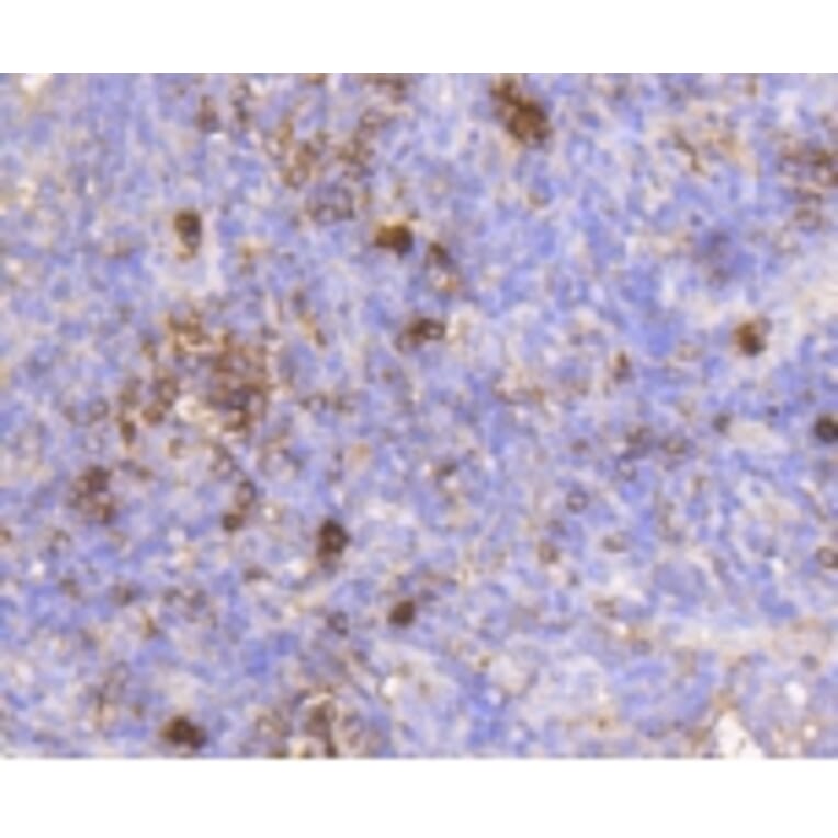 Anti-IGF-2R Antibody from Bioworld Technology (BS9874M) - Antibodies.com