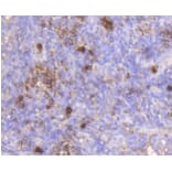 Anti-IGF-2R Antibody from Bioworld Technology (BS9874M) - Antibodies.com