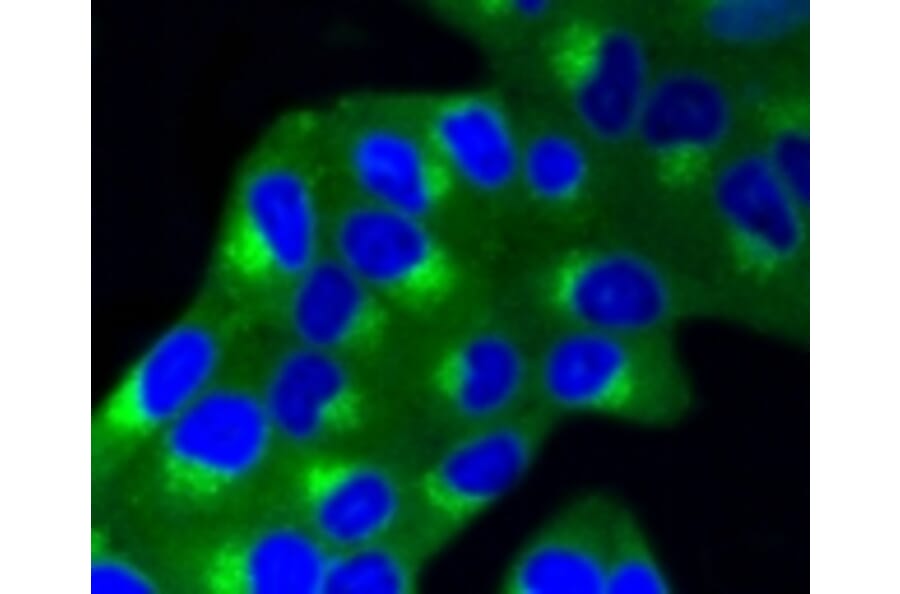 Anti-IGF-2R Antibody from Bioworld Technology (BS9874M) - Antibodies.com