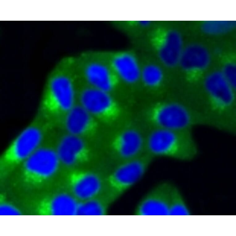 Anti-IGF-2R Antibody from Bioworld Technology (BS9874M) - Antibodies.com