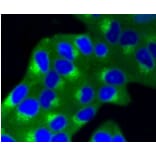 Anti-IGF-2R Antibody from Bioworld Technology (BS9874M) - Antibodies.com