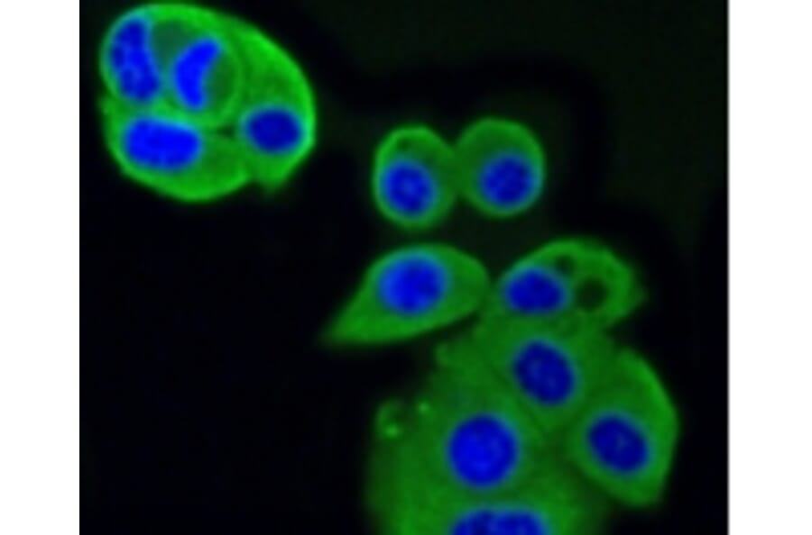 Anti-IGF-2R Antibody from Bioworld Technology (BS9874M) - Antibodies.com