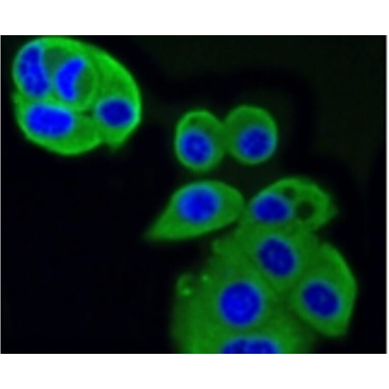 Anti-IGF-2R Antibody from Bioworld Technology (BS9874M) - Antibodies.com