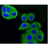 Anti-IGF-2R Antibody from Bioworld Technology (BS9874M) - Antibodies.com