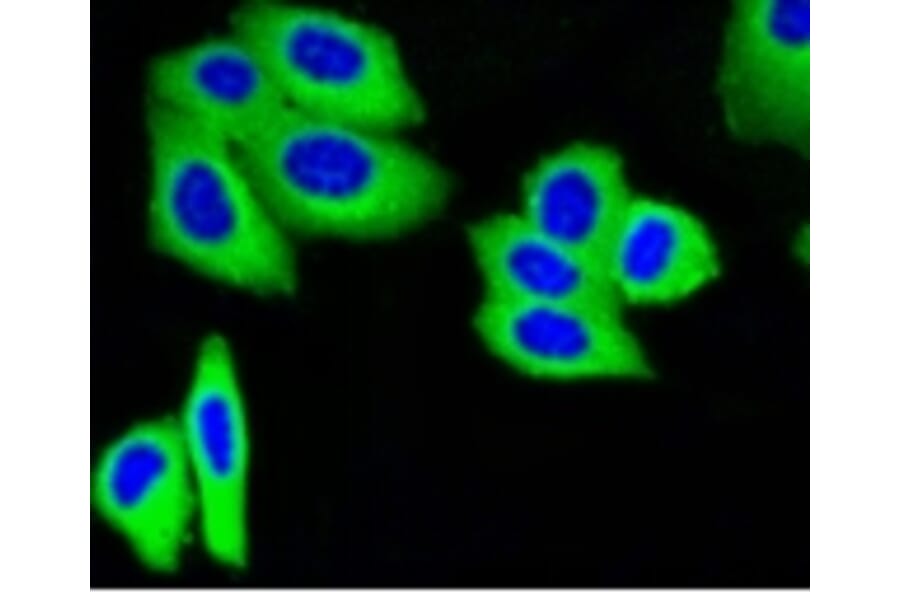 Anti-IGF-2R Antibody from Bioworld Technology (BS9874M) - Antibodies.com