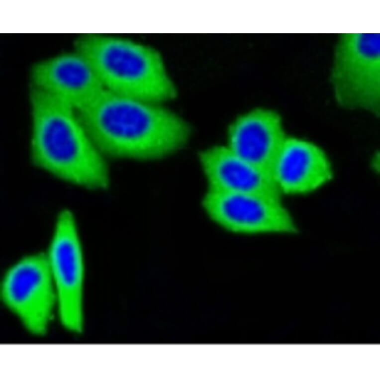 Anti-IGF-2R Antibody from Bioworld Technology (BS9874M) - Antibodies.com