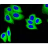 Anti-IGF-2R Antibody from Bioworld Technology (BS9874M) - Antibodies.com