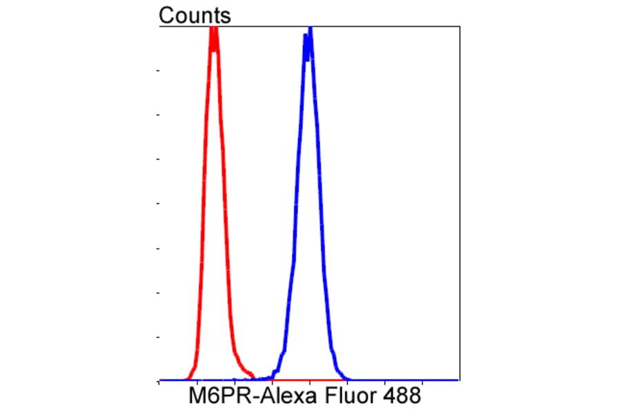 Anti-IGF-2R Antibody from Bioworld Technology (BS9874M) - Antibodies.com