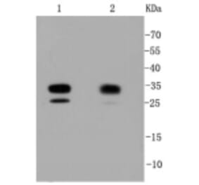 Anti-CDK2 Antibody from Bioworld Technology (BS9875M) - Antibodies.com