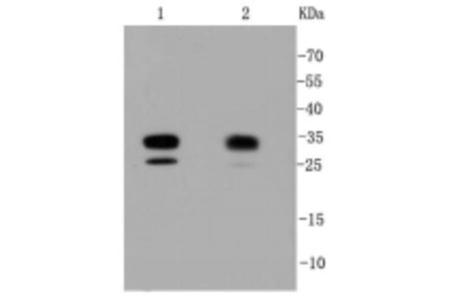 Anti-CDK2 Antibody from Bioworld Technology (BS9875M) - Antibodies.com