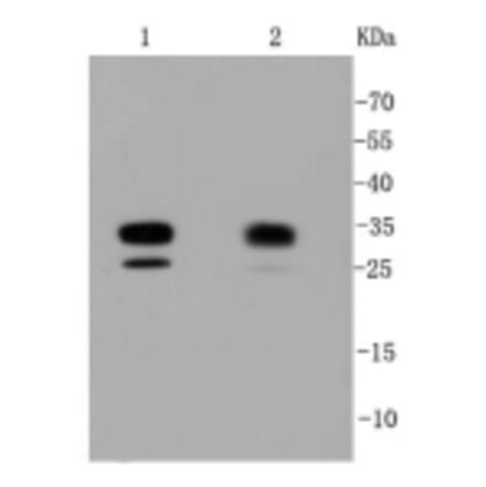 Anti-CDK2 Antibody from Bioworld Technology (BS9875M) - Antibodies.com